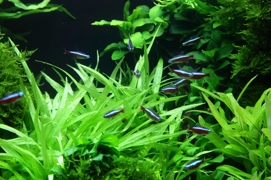 Tropica Akvarieplante i potte Helanthium bolivianum Quadricostatus